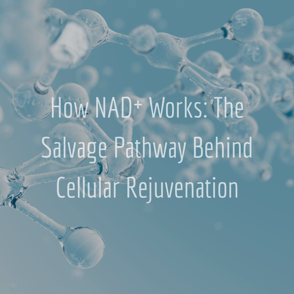 How NAD⁺ Works: The Salvage Pathway Behind Cellular Rejuvenation